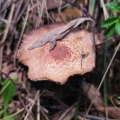 Agaricus sp. (Agaricus) at Captains Flat, NSW - 10 Jan 2024 by Csteele4