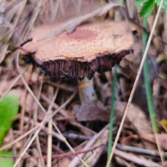 Agaricus sp. at QPRC LGA - 10 Jan 2024 07:56 PM