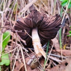 Agaricus sp. at QPRC LGA - 10 Jan 2024 07:56 PM