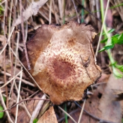 Agaricus sp. at QPRC LGA - 10 Jan 2024