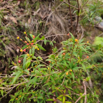 Leucopogon affinis (Lance Beard-heath) at Captains Flat, NSW - 10 Jan 2024 by Csteele4