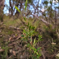 Leucopogon affinis at QPRC LGA - 10 Jan 2024