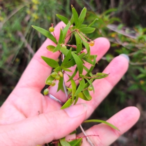 Leucopogon affinis at QPRC LGA - 10 Jan 2024