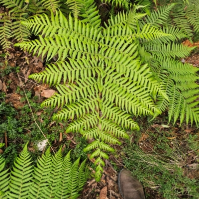 Calochlaena dubia (Rainbow Fern) at QPRC LGA - 10 Jan 2024 by Csteele4