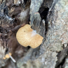 Crepidotus nephrodes (Crepidotus nephrodes) at Phillip, ACT - 10 Jan 2024 by Hejor1