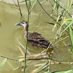 Anas superciliosa (Pacific Black Duck) at Phillip, ACT - 10 Jan 2024 by Hejor1