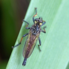 Unidentified Robber fly (Asilidae) at Phillip, ACT - 10 Jan 2024 by Hejor1