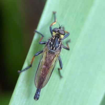 Unidentified Robber fly (Asilidae) at Phillip, ACT - 10 Jan 2024 by Hejor1