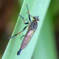 Zosteria rosevillensis at Phillip, ACT - 10 Jan 2024 02:07 PM