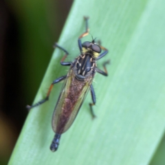 Zosteria rosevillensis at Phillip, ACT - 10 Jan 2024 02:07 PM