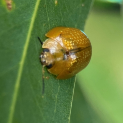 Paropsisterna cloelia (Eucalyptus variegated beetle) at Phillip, ACT - 10 Jan 2024 by Hejor1