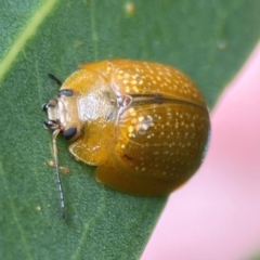 Paropsisterna cloelia at Phillip, ACT - 10 Jan 2024 02:11 PM