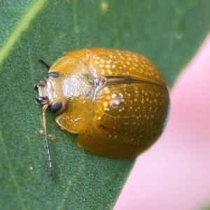 Paropsisterna cloelia at Phillip, ACT - 10 Jan 2024 02:11 PM