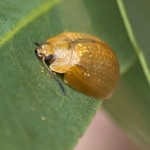 Paropsisterna cloelia at Phillip, ACT - 10 Jan 2024 02:11 PM