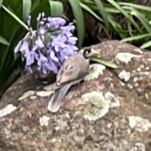 Manorina melanocephala at Phillip, ACT - 10 Jan 2024 02:12 PM