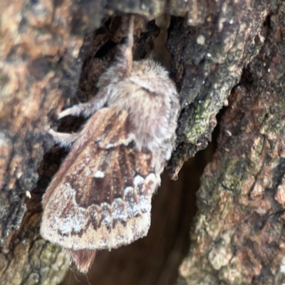 Pernattia pusilla (She-Oak Moth) at Phillip, ACT - 10 Jan 2024 by Hejor1