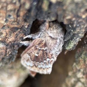 Pernattia pusilla at Phillip, ACT - 10 Jan 2024 02:15 PM