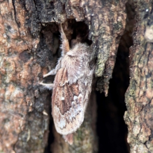 Pernattia pusilla at Phillip, ACT - 10 Jan 2024 02:15 PM