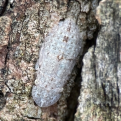 Ledromorpha planirostris (A leafhopper) at Phillip, ACT - 10 Jan 2024 by Hejor1