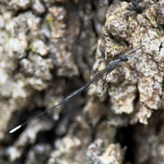 Gasteruption sp. (genus) at Phillip, ACT - 10 Jan 2024