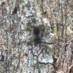 Salticidae (family) at Phillip, ACT - 10 Jan 2024