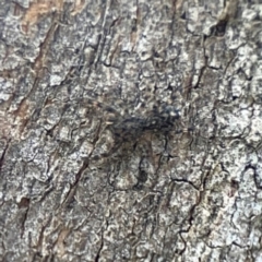 Salticidae (family) at Phillip, ACT - 10 Jan 2024