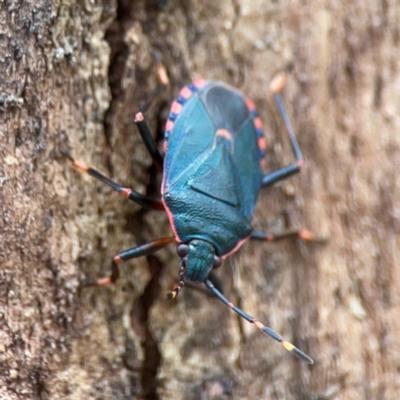 Notius depressus (Shield bug) at Phillip, ACT - 10 Jan 2024 by Hejor1