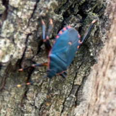 Notius depressus at Phillip, ACT - 10 Jan 2024 02:27 PM