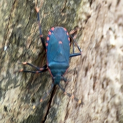 Notius depressus at Phillip, ACT - 10 Jan 2024 02:27 PM