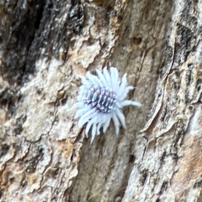 Coccinellidae sp01 (Unidentified Waxy Ladybird Larvae) at Phillip, ACT - 10 Jan 2024 by Hejor1