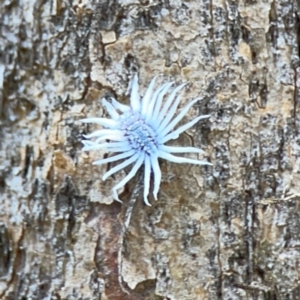 Cryptolaemus montrouzieri at Phillip, ACT - 10 Jan 2024 02:27 PM