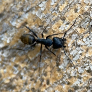 Camponotus aeneopilosus at Phillip, ACT - 10 Jan 2024 02:27 PM