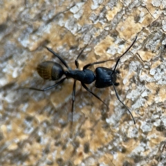 Camponotus aeneopilosus (A Golden-tailed sugar ant) at Phillip, ACT - 10 Jan 2024 by Hejor1