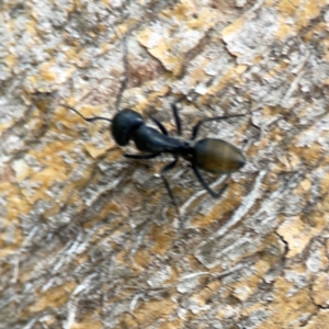 Camponotus aeneopilosus at Phillip, ACT - 10 Jan 2024 02:27 PM