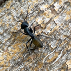 Camponotus aeneopilosus at Phillip, ACT - 10 Jan 2024 02:27 PM