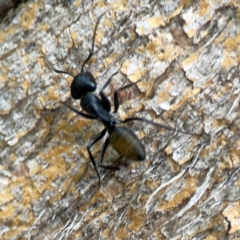Camponotus aeneopilosus at Phillip, ACT - 10 Jan 2024
