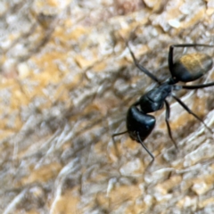 Camponotus aeneopilosus at Phillip, ACT - 10 Jan 2024