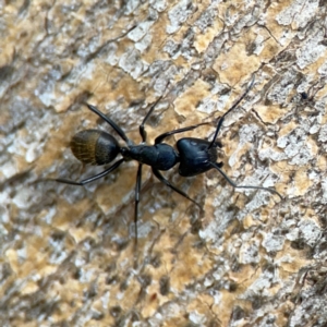 Camponotus aeneopilosus at Phillip, ACT - 10 Jan 2024 02:27 PM