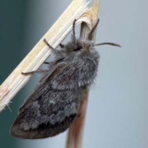 Pernattia pusilla at City Renewal Authority Area - 10 Jan 2024 06:22 PM