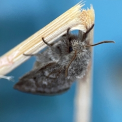 Pernattia pusilla at City Renewal Authority Area - 10 Jan 2024 06:22 PM