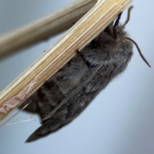 Pernattia pusilla at City Renewal Authority Area - 10 Jan 2024 06:22 PM