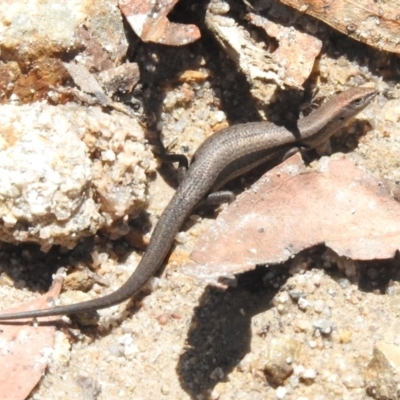 Lampropholis delicata (Delicate Skink) at Namadgi National Park - 10 Jan 2024 by JohnBundock