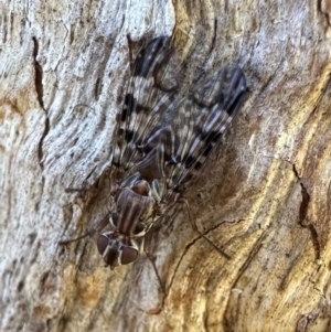 Cardiacera sp. (genus) at Mount Ainslie - 10 Jan 2024