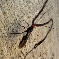 Callibracon capitator (White Flank Black Braconid Wasp) at Ainslie, ACT - 10 Jan 2024 by Pirom