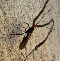 Callibracon capitator (White Flank Black Braconid Wasp) at Mount Ainslie - 10 Jan 2024 by Pirom