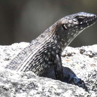 Egernia cunninghami (Cunningham's Skink) at Namadgi National Park - 10 Jan 2024 by JohnBundock