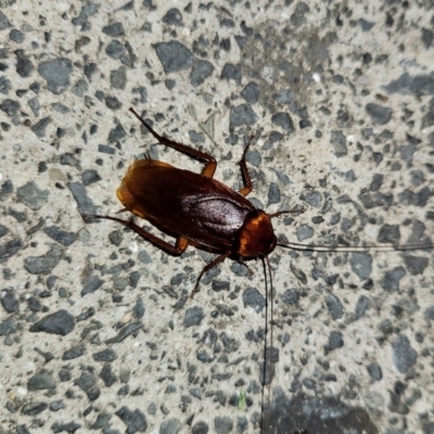 Periplaneta americana (American cockroach) at Shellharbour, NSW - 10 Jan 2024 by MatthewFrawley