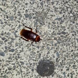 Periplaneta americana at Shellharbour, NSW - 10 Jan 2024 08:44 PM