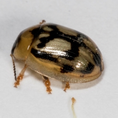 Peltoschema hamadryas (Hamadryas leaf beetle) at Hawker, ACT - 4 Nov 2023 by AlisonMilton