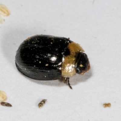 Peltoschema hamadryas (Hamadryas leaf beetle) at Hawker, ACT - 1 Oct 2023 by AlisonMilton